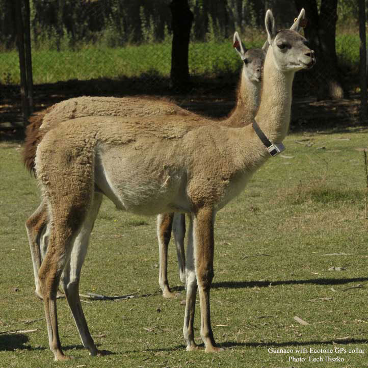 Guanaco with Ecotone GPS logger